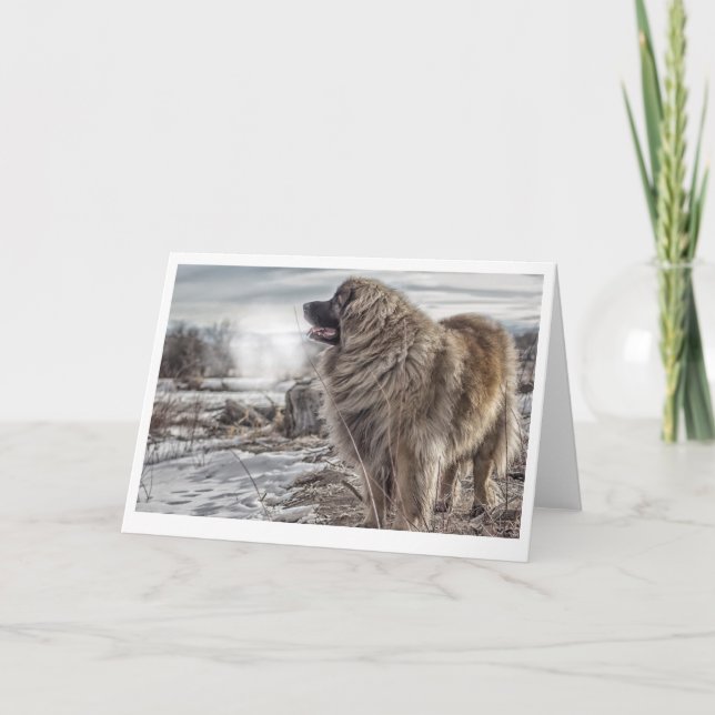 Ice cold Leonberger greeting card (Front)