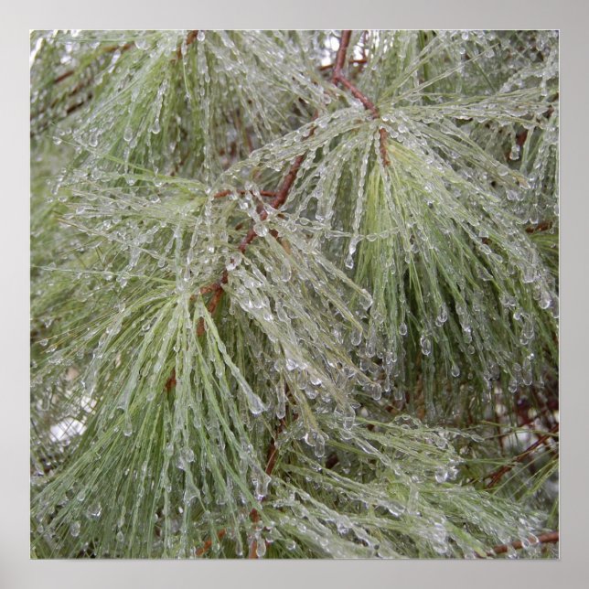 Ice Covered Pine Poster (Front)