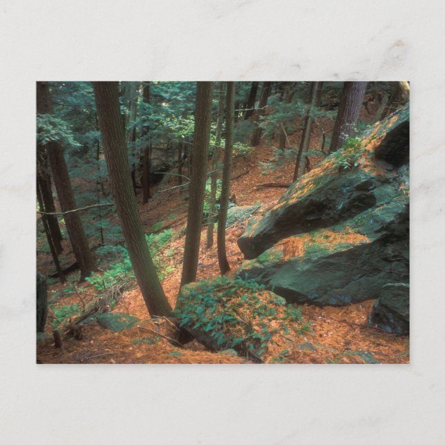 Ice Glen Ravine Postcard (Front)