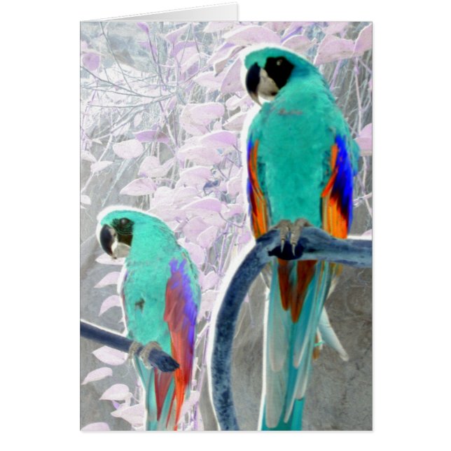 Ice Parrots (Front)