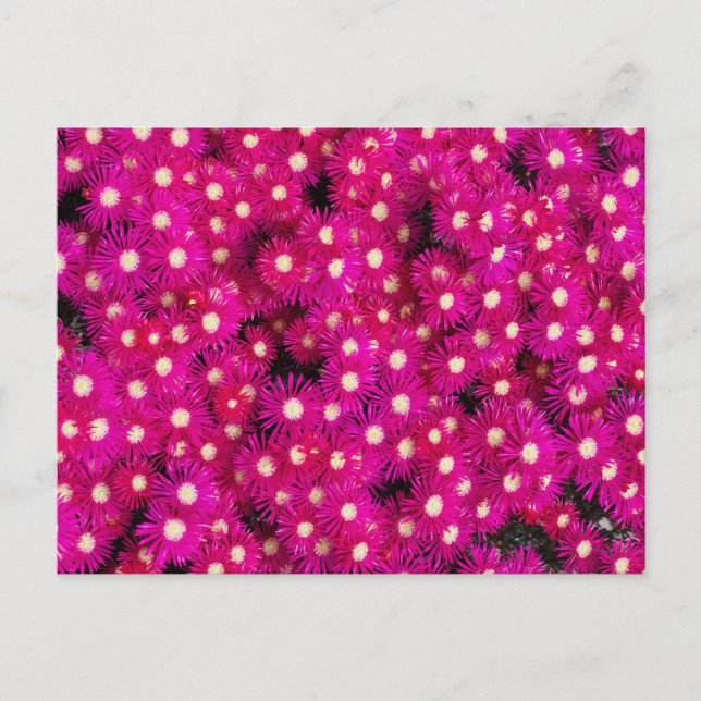 ice plant flowers postcard (Front)