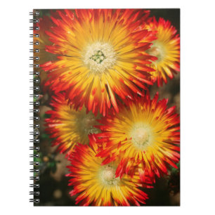 Ice Plants (Lampranthus Aureus) In Bloom Spiral Notebook