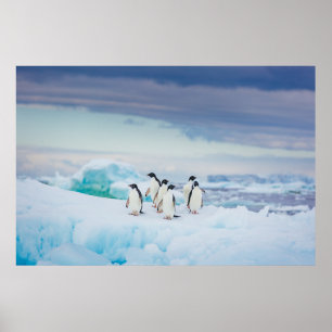 Ice & Snow   Adelie Penguins Antarctica Poster