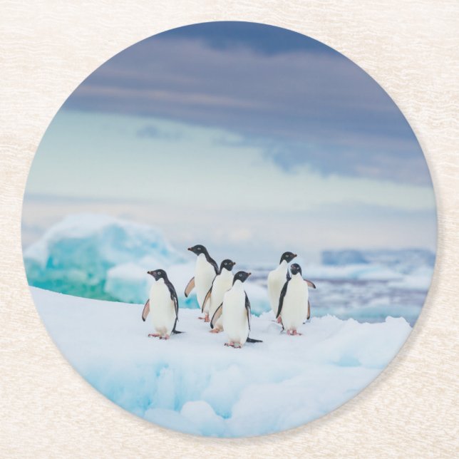 Ice & Snow | Adelie Penguins Antarctica Round Paper Coaster (Front)