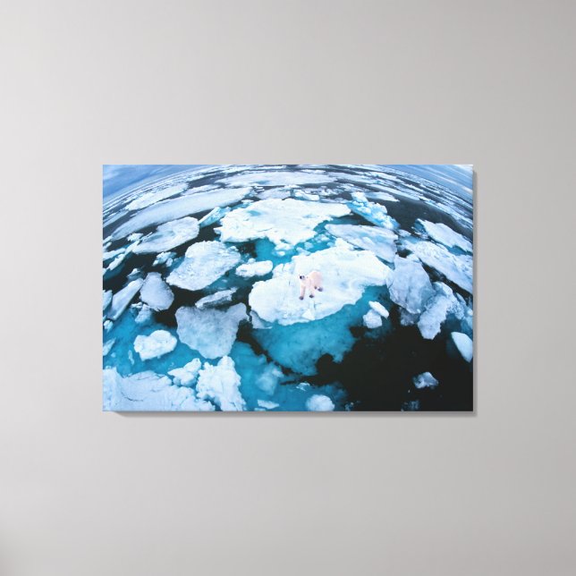 Ice & Snow | Polar Bear, Arctic Ocean, Svalbard Canvas Print (Front)