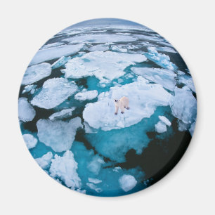 Ice & Snow   Polar Bear, Arctic Ocean, Svalbard Magnet
