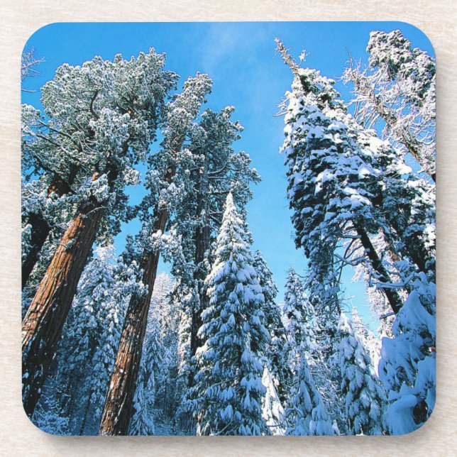 Ice & Snow | Sequoia National Park, California Coaster (Front)