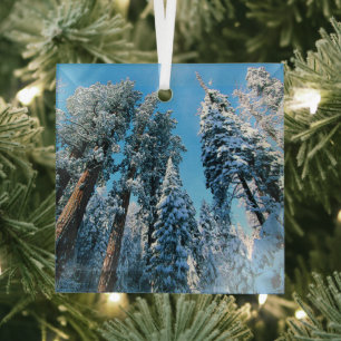 Ice & Snow   Sequoia National Park, California Glass Tree Decoration