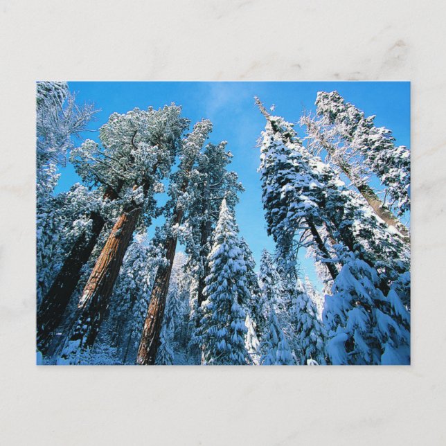 Ice & Snow | Sequoia National Park, California Postcard (Front)