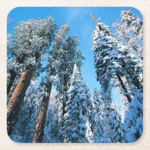 Ice & Snow   Sequoia National Park, California Square Paper Coaster