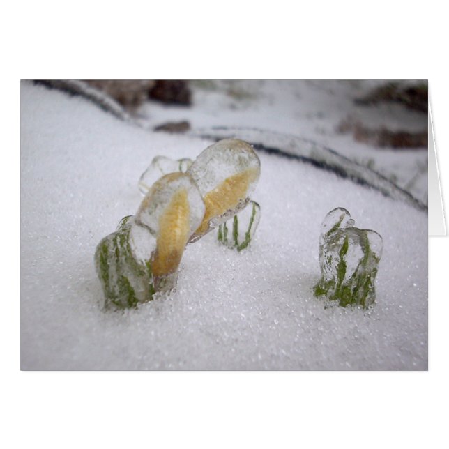 Ice Storm 2003 (Front Horizontal)