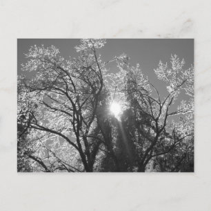 Ice Tree Postcard