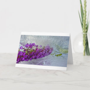 Iced Black Knight Butterfly Bush, Card