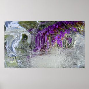 Iced Black Knight Butterfly Bush,  Poster