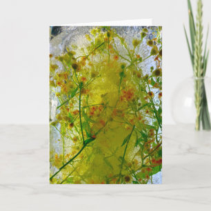 Iced Blossoms, Card