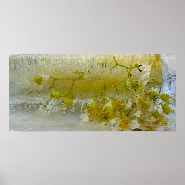 Iced Blossoms,  Poster (Front)