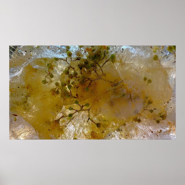 Iced Blossoms,  Poster (Front)