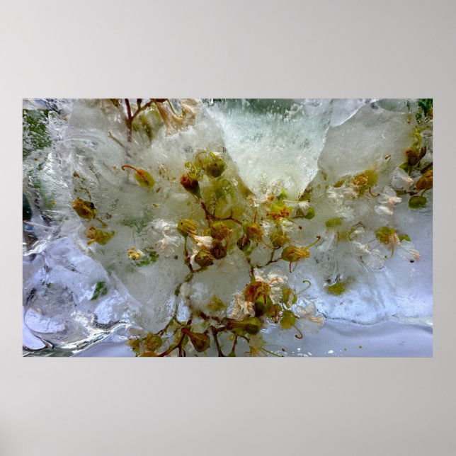 Iced Blossoms,  Poster (Front)
