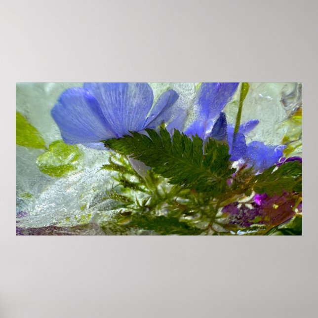 Iced Blossoms,  Poster (Front)