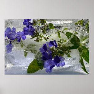 Iced Blossoms, Poster