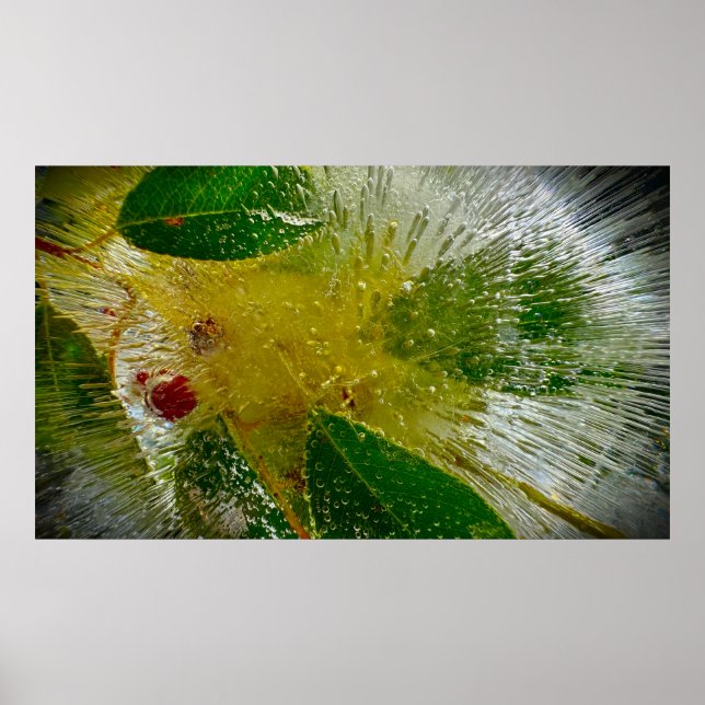 Iced Blossoms Poster (Front)