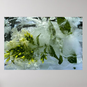 Iced Blossoms,  Poster