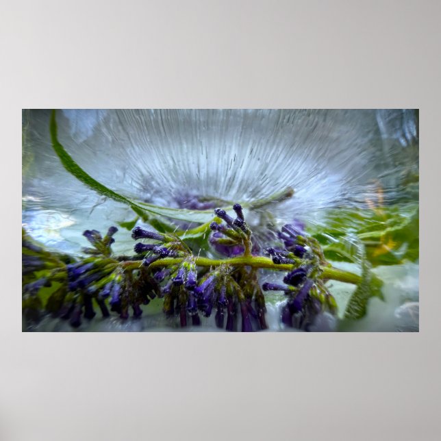 Iced Blossoms Poster (Front)