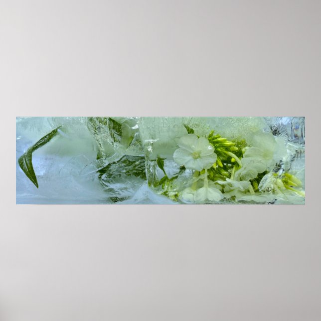 Iced Blossoms,  Poster (Front)