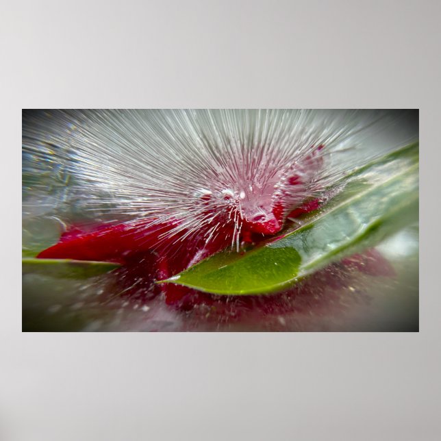 Iced Blossoms Poster (Front)