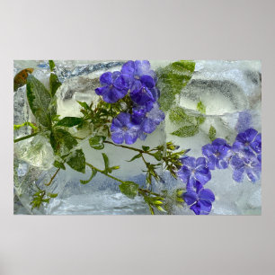 Iced Blossoms, Poster