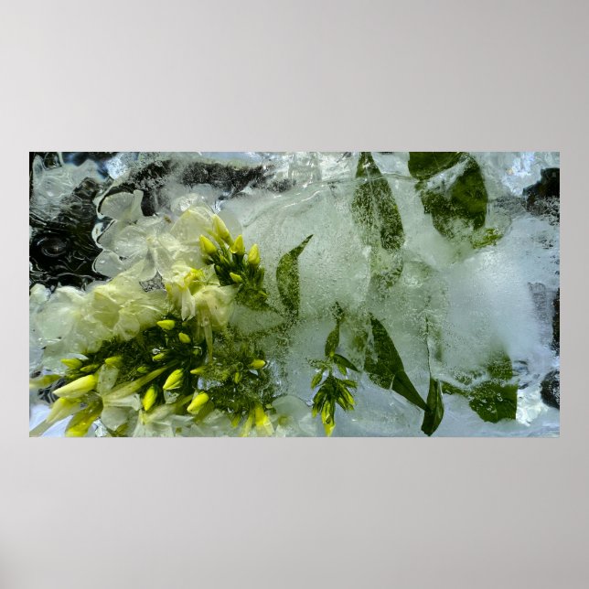 Iced Blossoms,  Poster (Front)