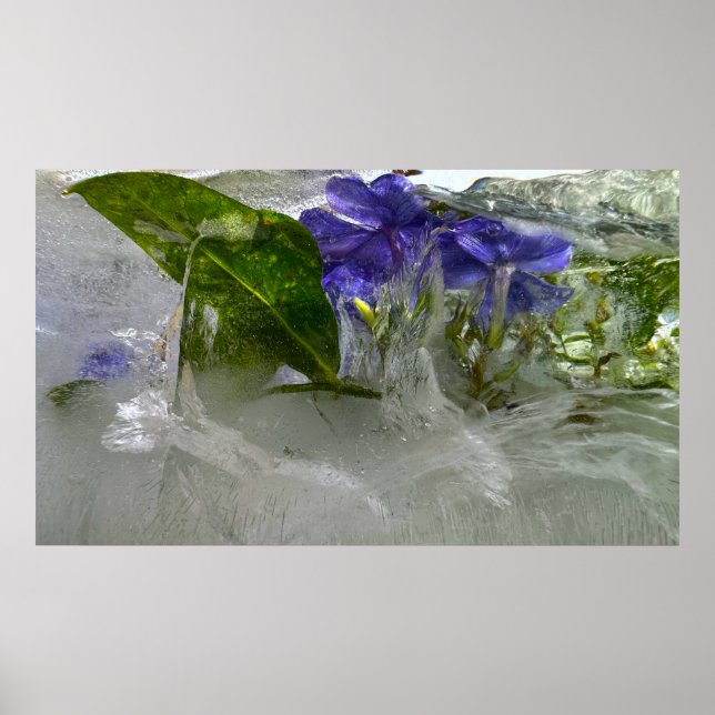 Iced Blossoms,  Poster (Front)