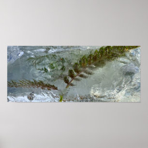 Iced Ferns,  Poster
