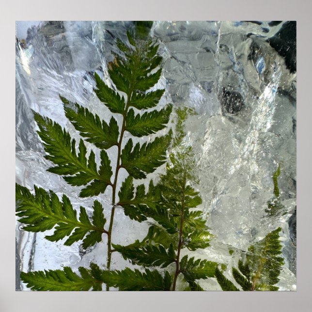 Iced Ferns,  Poster (Front)