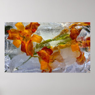 Iced Lillies,  Poster