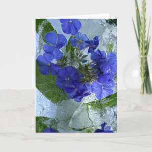 Iced Phlox,  Card