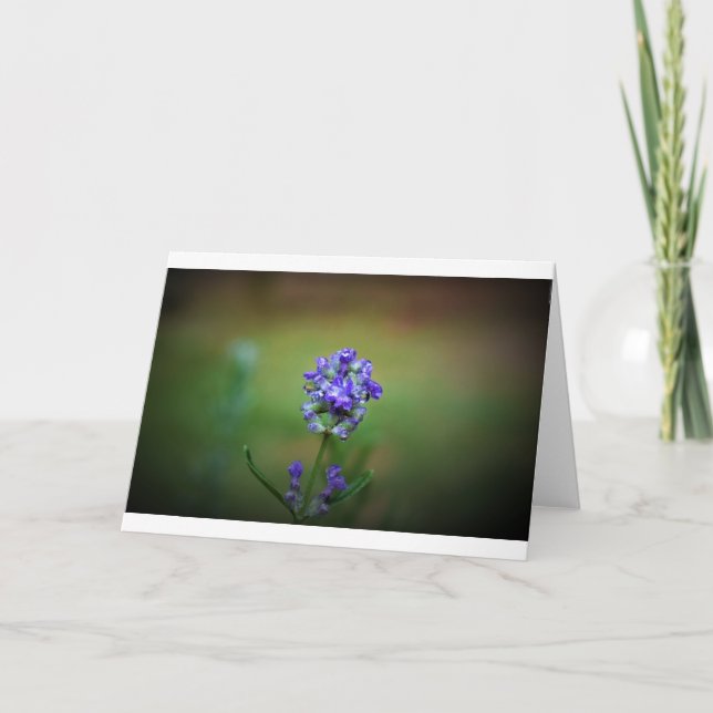 Iced Purple, card (Front)