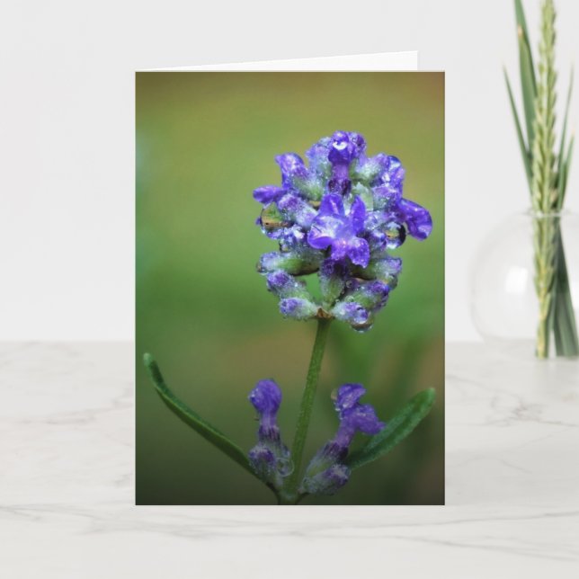 Iced Purple, card (Front)