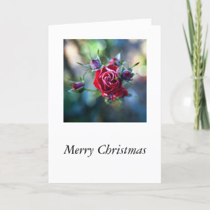 Iced Roses Holiday Card
