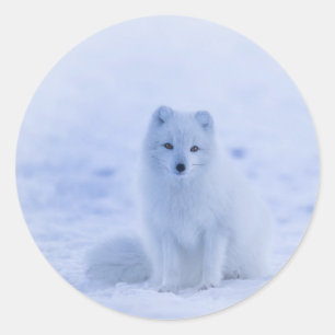 Iceland, Arctic fox, Fox Classic Round Sticker