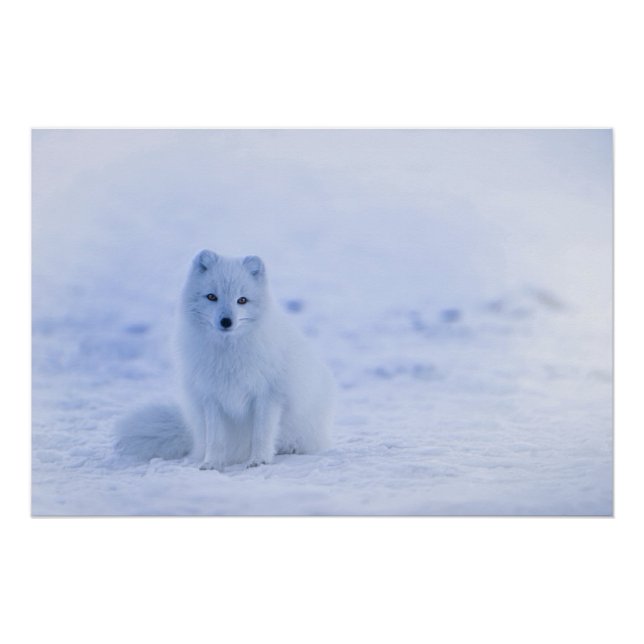 Iceland Arctic Fox Poster (Front)