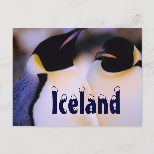 Iceland arctic penguins postcard (Front)