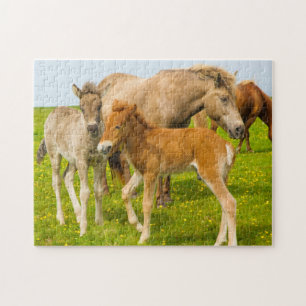 Iceland. Dyrholaey. Icelandic horse foals Jigsaw Puzzle