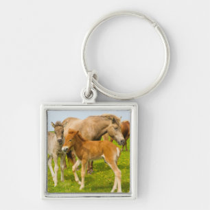 Iceland. Dyrholaey. Icelandic horse foals Key Ring