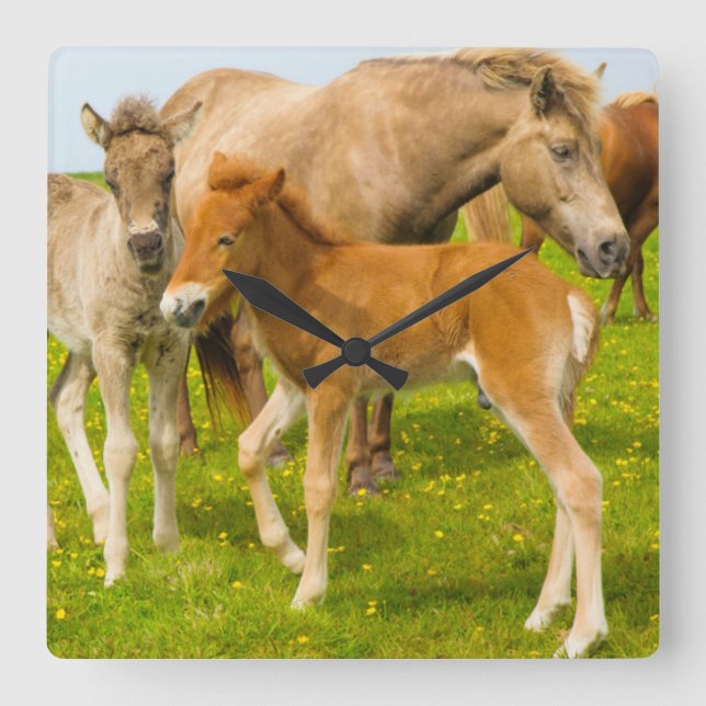 Iceland. Dyrholaey. Icelandic horse foals Square Wall Clock (Front)
