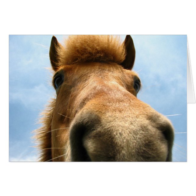 Iceland Pony Head (Front Horizontal)