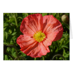 Iceland Poppy