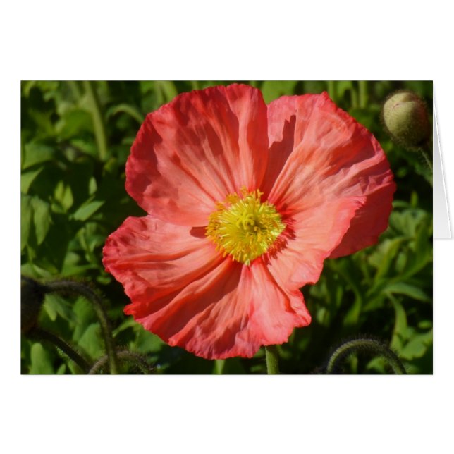 Iceland Poppy (Front Horizontal)