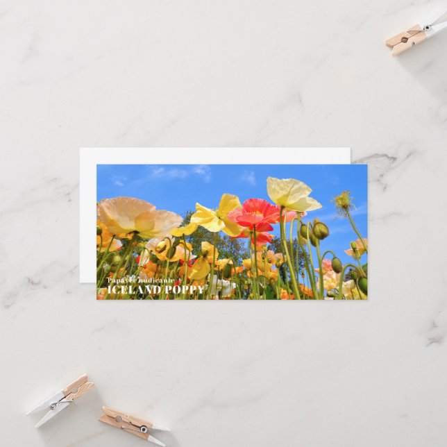 Iceland Poppy Card (Front/Back In Situ)