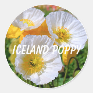 Iceland Poppy Classic Round Sticker